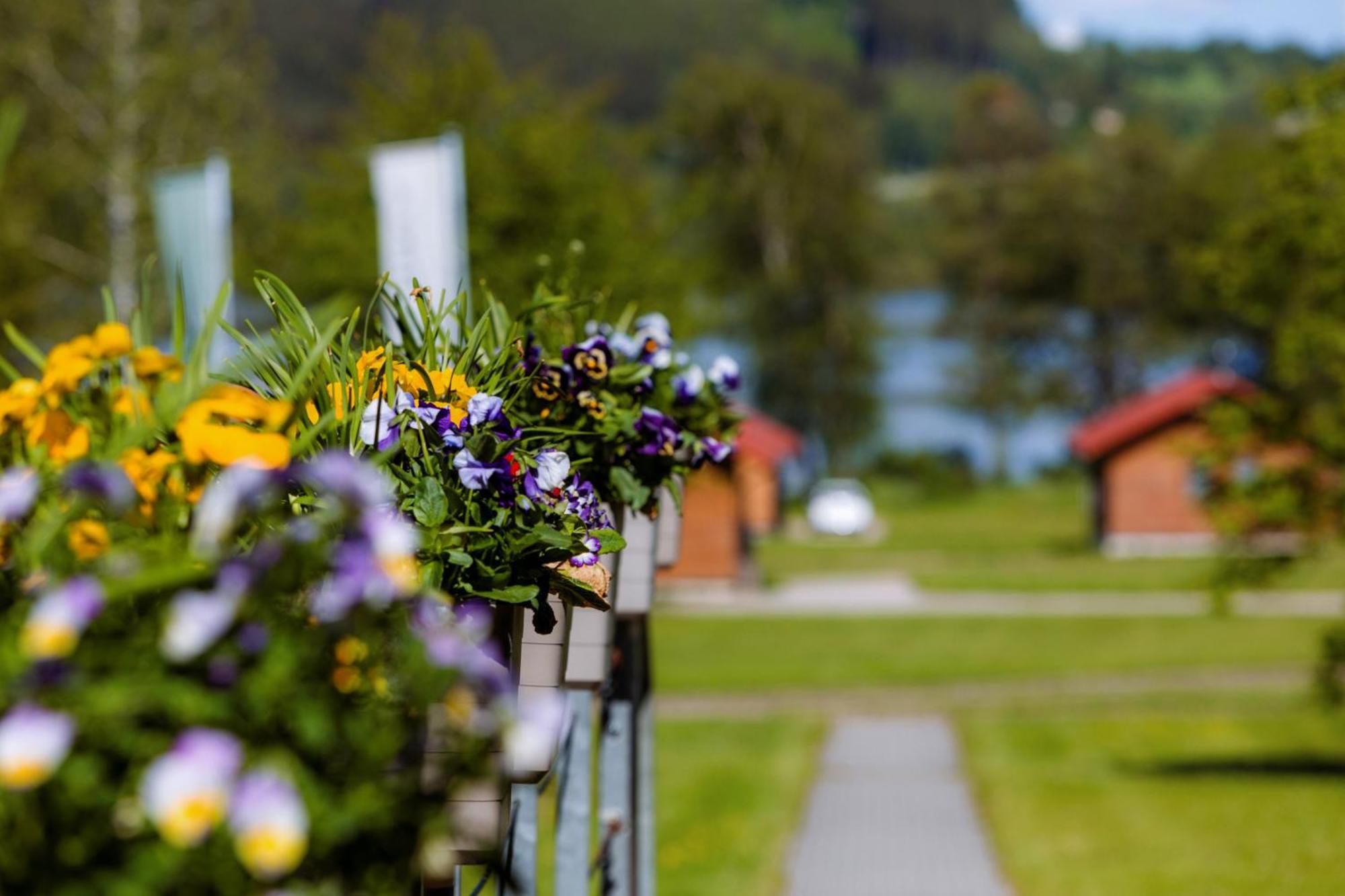 Resort Olšina Horní Planá Exterior foto